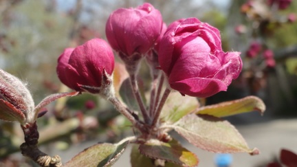 Fruehling 01