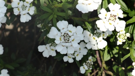 Fruehling 02