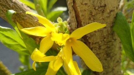 Fruehling 05