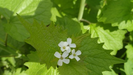 Fruehling 04