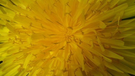 Fruehling 07