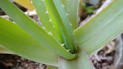 Fruehling 10