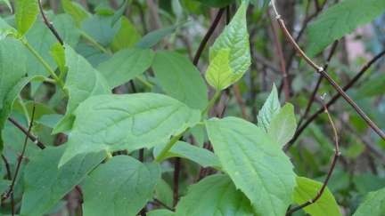 Fruehling 08
