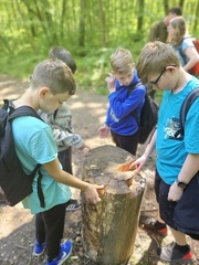 2024 05 13 5b Wald MW 23 (Klein)