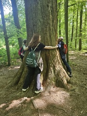 2024 05 13 5b Wald MW 36 (Klein)